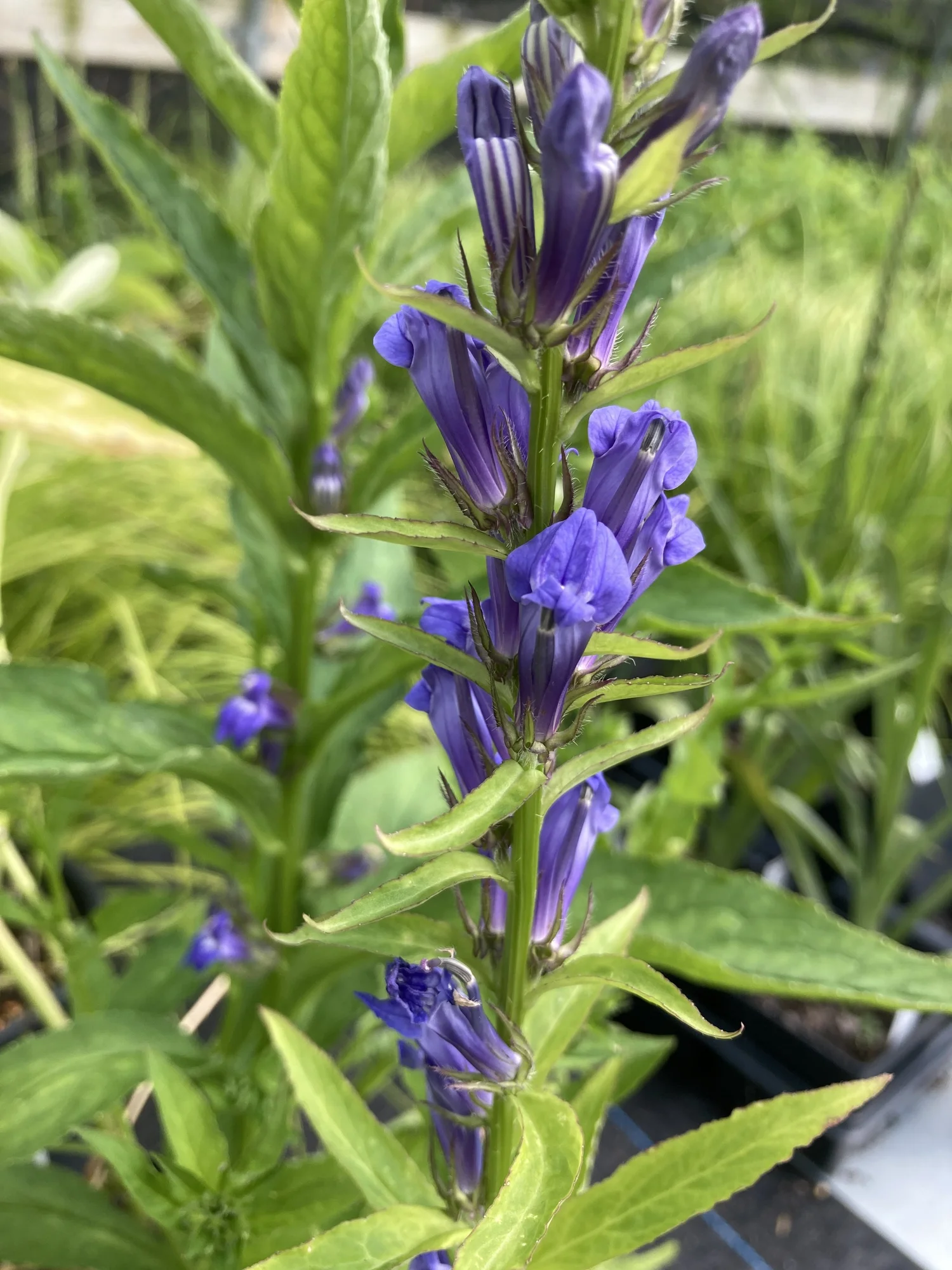 Lobelia siphilitica - (Blue Lobelia) — Tennessee Naturescapes